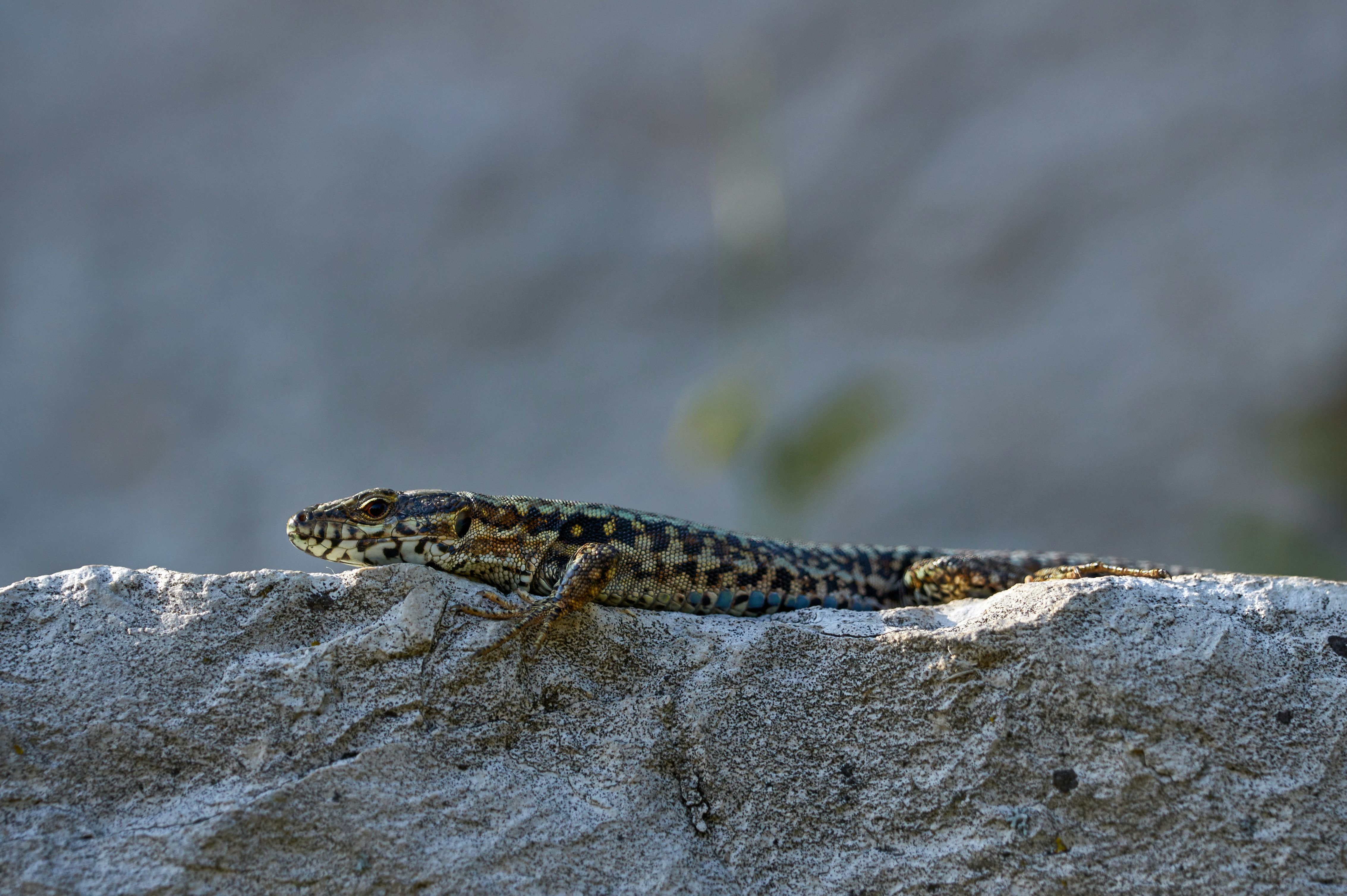 brown lizard on rock